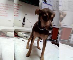 Mutt Dogs for adoption in Martinez, CA, USA