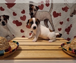 Medium Jack Russell Terrier