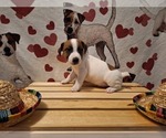 Puppy Puppy 6 Jack Russell Terrier