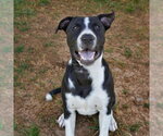 Small #14 Great Dane Mix