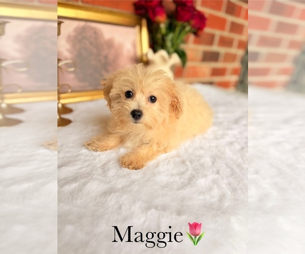 Medium Photo #17 Poo-Ton Puppy For Sale in MURFREESBORO, TN, USA