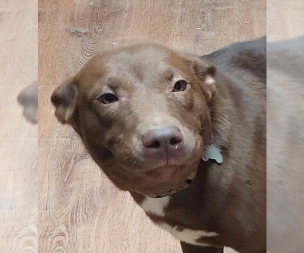 Medium Photo #3 Labrador Retriever-Unknown Mix Puppy For Sale in Boston, MA, USA