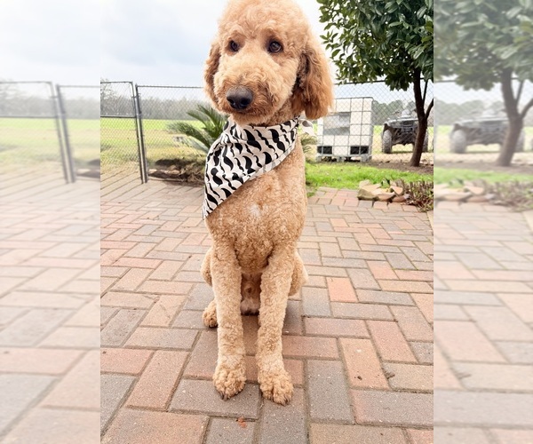Medium Photo #1 Labradoodle Puppy For Sale in MONROE, LA, USA