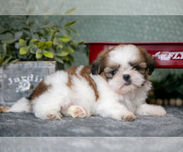 Medium Photo #11 Shih Tzu Puppy For Sale in CLARE, MI, USA