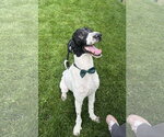 Small Poodle (Standard) Mix
