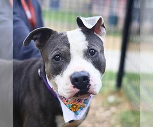 American Staffordshire Terrier-Unknown Mix Dogs for adoption in San Antonio, TX, USA