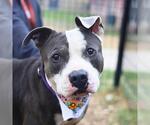 Small American Staffordshire Terrier Mix