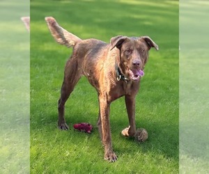Mechanic - At shelter - Female Chocolate Labrador retriever-Unknown Mix Dog for Adoption - Photo #2