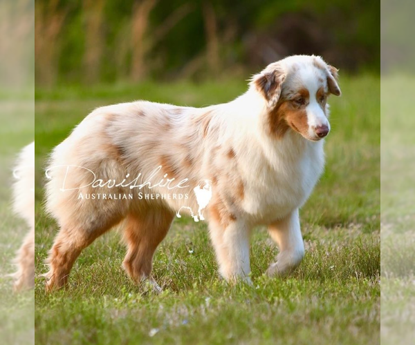 Medium Photo #1 Australian Shepherd Puppy For Sale in POTTSTOWN, PA, USA