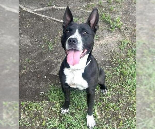 Medium Photo #1 Mutt Puppy For Sale in Conroe, TX, USA