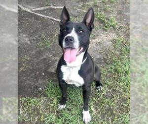 Mutt Dogs for adoption in Conroe, TX, USA