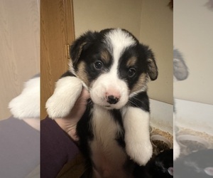 Pembroke Welsh Corgi Puppy for Sale in HASTINGS, Minnesota USA