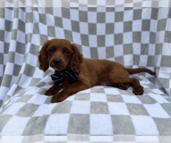 Medium Photo #5 Cavapoo (Miniature) Puppy For Sale in LAKELAND, FL, USA