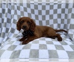 Small #4 Cavapoo (Miniature)
