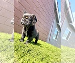 Small Photo #86 French Bulldog Puppy For Sale in MEMPHIS, TN, USA