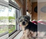 Mitzi - Female Shih Tzu-Unknown Mix Dog for Adoption - Small photo