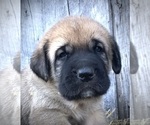 Small #1 Spanish Mastiff
