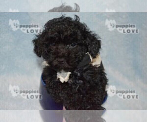 Medium Photo #12 Poodle (Toy) Puppy For Sale in SANGER, TX, USA