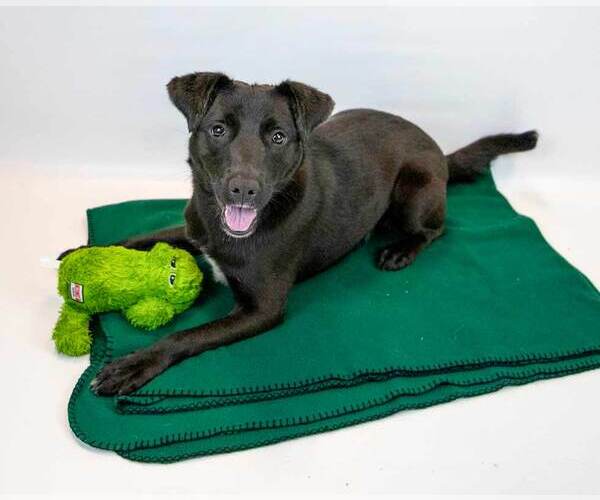 Medium Photo #5 Retriever -Unknown Mix Puppy For Sale in Kennesaw, GA, USA