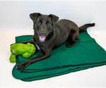 Small #4 Retriever  Mix