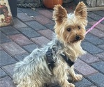 Image preview for Ad Listing. Nickname: Gidget
