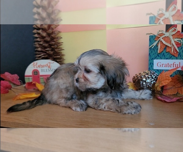 Medium Photo #10 Lhasa Apso Puppy For Sale in PHOENIX, AZ, USA