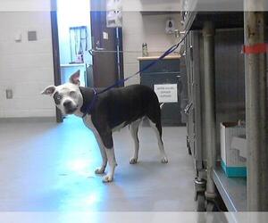 American Pit Bull Terrier-Unknown Mix Dogs for adoption in Fayetteville, NC, USA