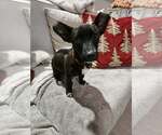 Small Photo #4 Chihuahua-Labrador Retriever Mix Puppy For Sale in Brewster, NY, USA