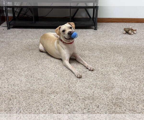 Medium Photo #3 Labrador Retriever-Unknown Mix Puppy For Sale in Macon, MO, USA