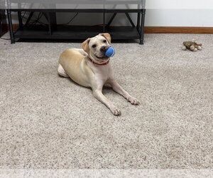 Lita - Female Labrador Retriever-Unknown Mix Dog for Adoption - Photo #3