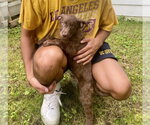 Small #3 Mutt