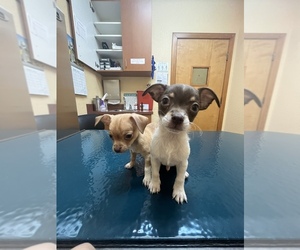 Chihuahua Puppy for sale in LAKELAND, FL, USA