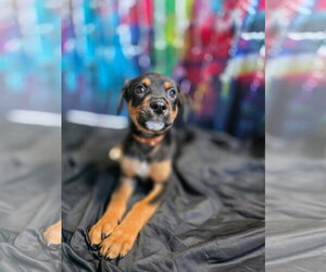 Nacho - Male Rottweiler-Unknown Mix Dog for Adoption - Photo #2