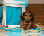 Small #1 Dachshund