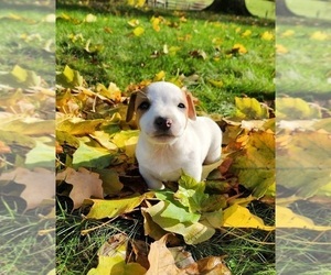 Jack Russell Terrier Puppy for sale in FREDERICKSBURG, OH, USA