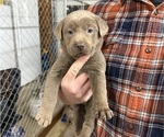 Puppy 5 Labrador Retriever