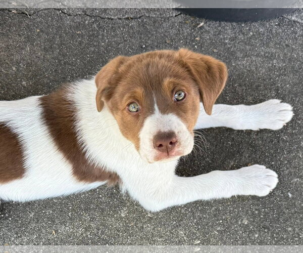 Medium Photo #1 Australian Shepherd-Unknown Mix Puppy For Sale in Columbus, IN, USA