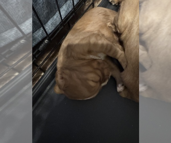 Medium Photo #5 Cavalier King Charles Spaniel Puppy For Sale in ALBUQUERQUE, NM, USA