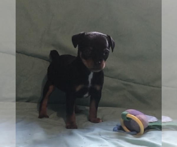 Medium Photo #6 Chihuahua Puppy For Sale in BLACKSTONE, VA, USA