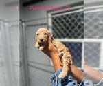 Puppy Pumpkin Spice Goldendoodle