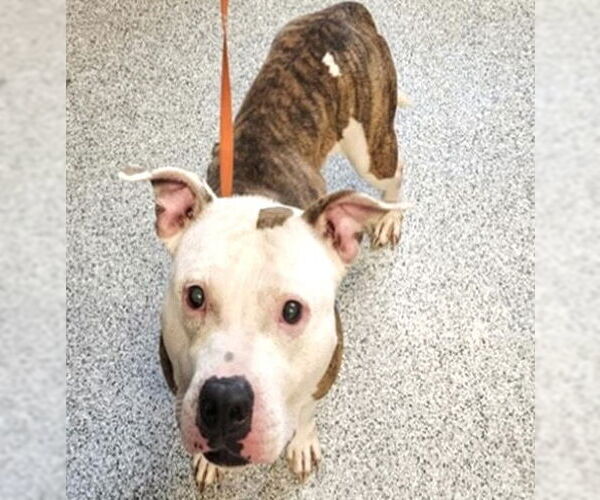 Medium Photo #1 American Pit Bull Terrier-Unknown Mix Puppy For Sale in Houston, TX, USA