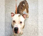 Small American Pit Bull Terrier Mix
