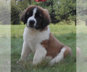 Saint Bernard Puppy for sale in FREDERICKSBG, OH, USA
