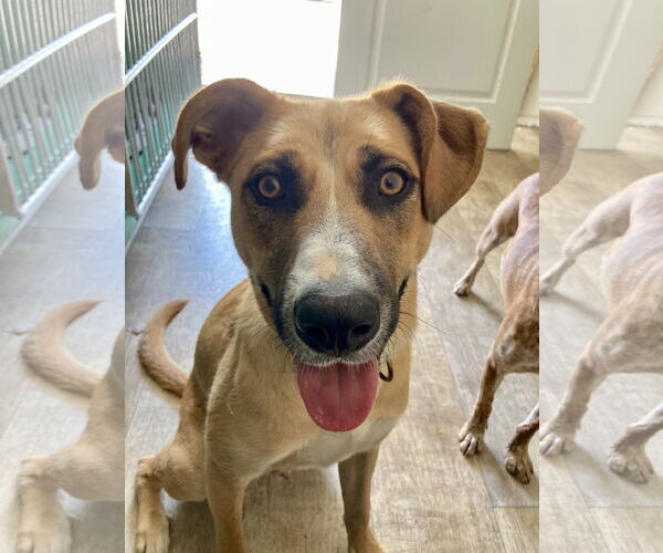 Medium Photo #9 Mutt Puppy For Sale in San Diego, CA, USA