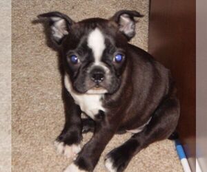 Boston Terrier Puppy for sale in CHAMBERSBURG, PA, USA