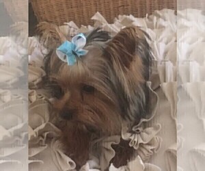 Mother of the Yorkshire Terrier puppies born on 03/27/2023