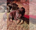 Small Photo #13 German Shepherd Dog Puppy For Sale in COWGILL, MO, USA