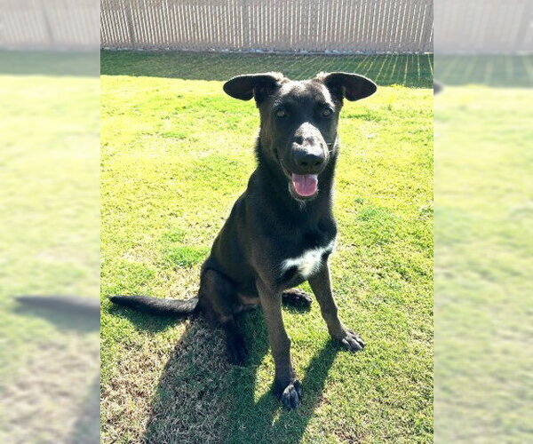 Medium Photo #3 Mutt Puppy For Sale in Redlands, CA, USA
