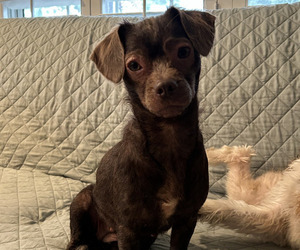 Havamalt Dog for Adoption in BELL GARDENS, California USA