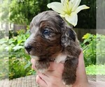 Small #2 F2 Aussiedoodle
